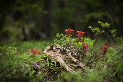 Pedicularis densiflora