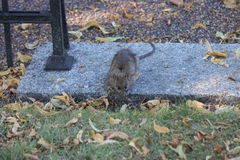Rattus norvegicus