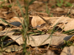 Brachythemis leucosticta