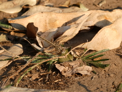 Brachythemis leucosticta