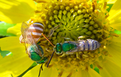 Agapostemon melliventris