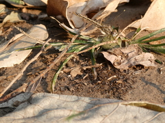 Brachythemis leucosticta