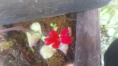 Pinguicula laueana
