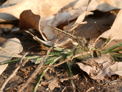 Brachythemis leucosticta