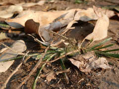 Brachythemis leucosticta
