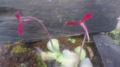 Pinguicula laueana