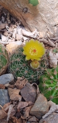 Parodia carambeiensis