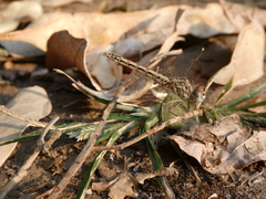 Brachythemis leucosticta