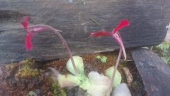 Pinguicula laueana
