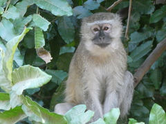 Chlorocebus pygerythrus