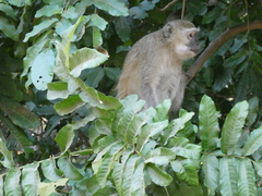 Chlorocebus pygerythrus