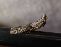 Sciota melanostyla