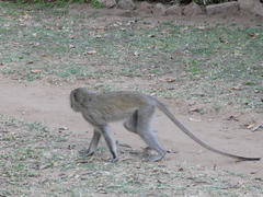 Chlorocebus pygerythrus