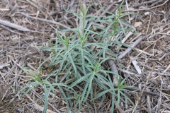 Asclepias fascicularis