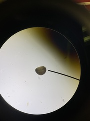 Glossiphoniidae