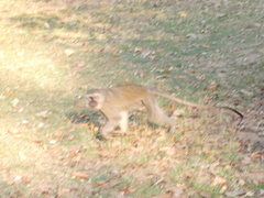 Chlorocebus pygerythrus