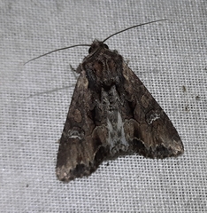 Mniotype occidentalis