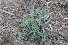 Asclepias fascicularis