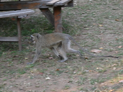 Chlorocebus pygerythrus