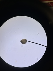 Glossiphoniidae