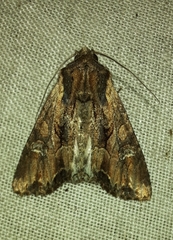 Mniotype occidentalis