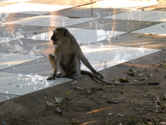 Chlorocebus pygerythrus