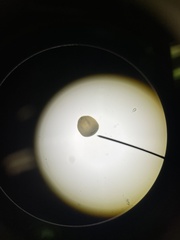 Glossiphoniidae
