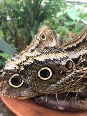 Caligo atreus