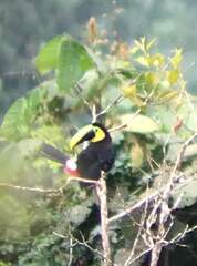 Ramphastos brevis