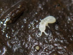 Onychiurinae