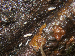 Onychiurinae
