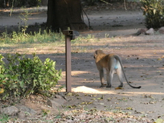 Chlorocebus pygerythrus