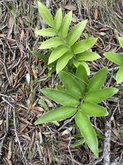 Asplenium oblongifolium