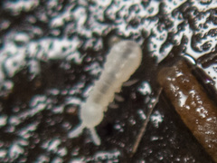 Onychiurinae