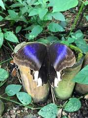 Caligo