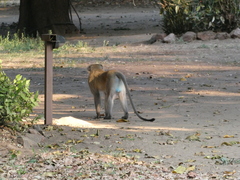 Chlorocebus pygerythrus