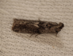 Sciota melanostyla