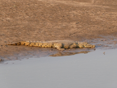 Crocodylus niloticus
