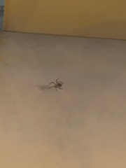 Physocyclus globosus