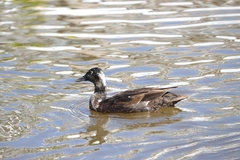 Anas platyrhynchos domesticus