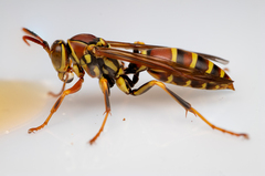 Polistes exclamans