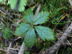 Rubus pedatus