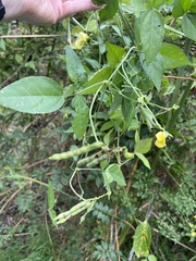 Vigna luteola