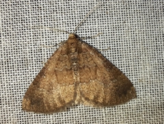 Larentia malvata