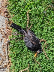Turdus merula merula