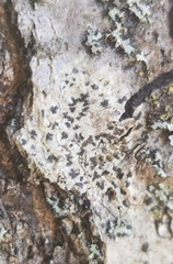 Arthonia radiata