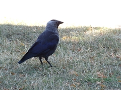 Corvus monedula