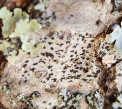 Arthonia radiata