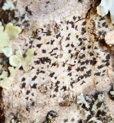 Arthonia radiata