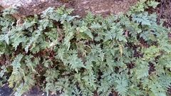 Myriopteris wrightii